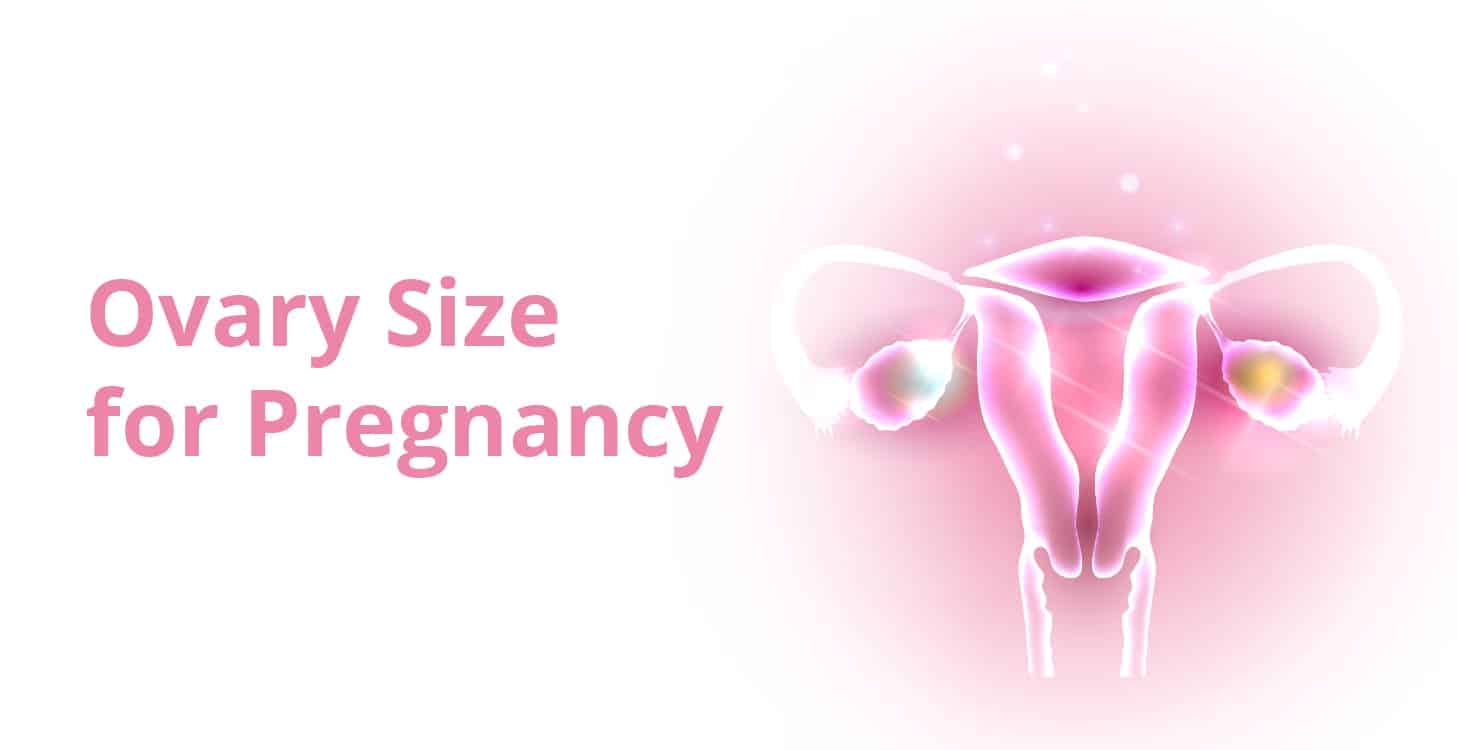 గర్భవతి కావడానికి అండాశయ పరిమాణం ముఖ్యమా?