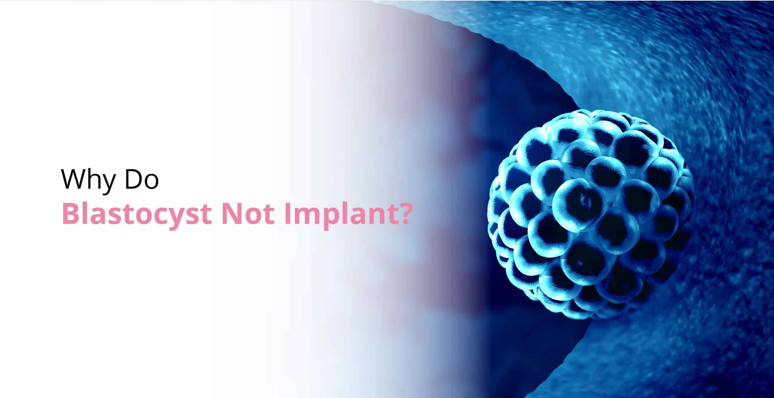 Why do Blastocyst not Implant