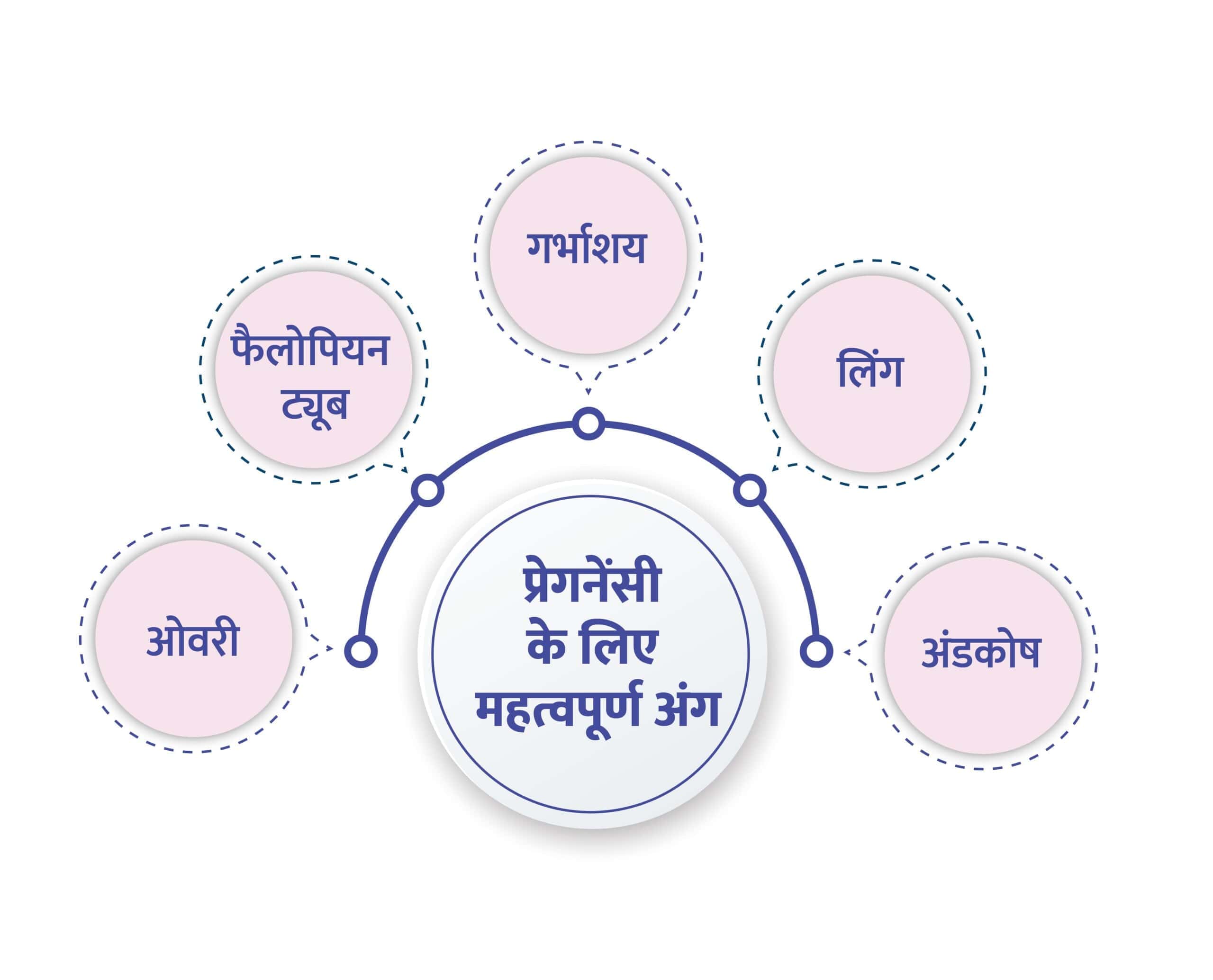 प्रेगनेंसी के लिए महिला और पुरुष के कौन से अंग महत्वपूर्ण हैं