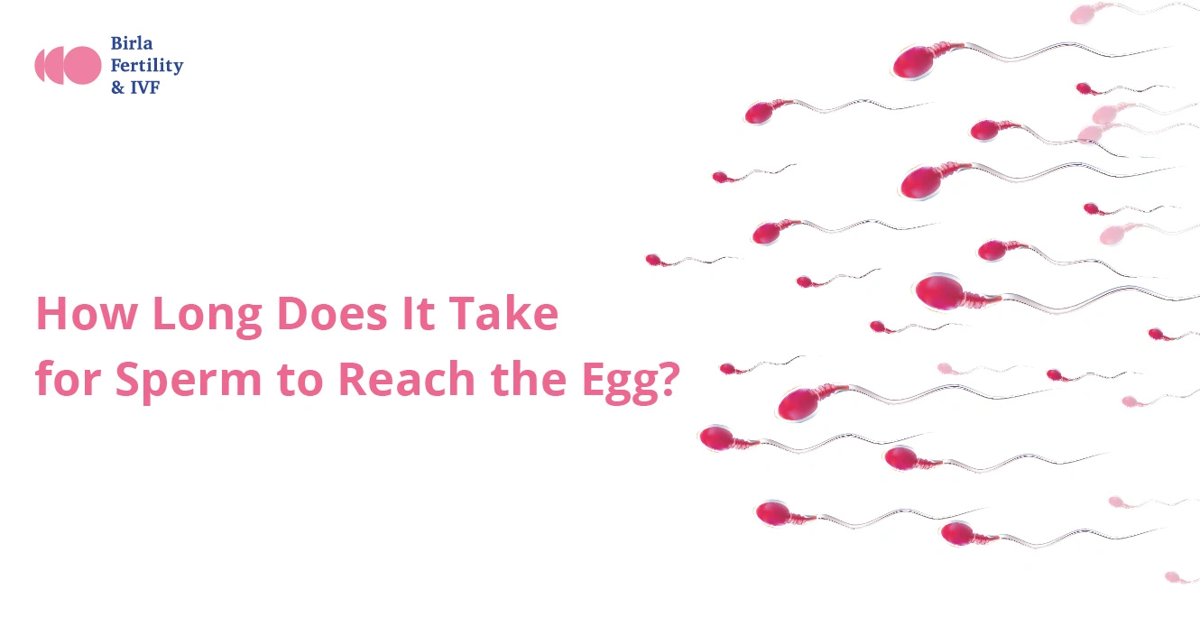 How Long Does It Take for Sperm to Reach the Egg?