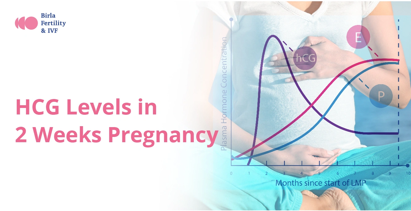 HCG Levels in 2 Weeks Pregnancy